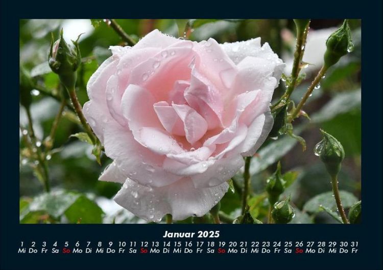 Produktbild: Rosen-Kalender 2025 Fotokalender DIN A4