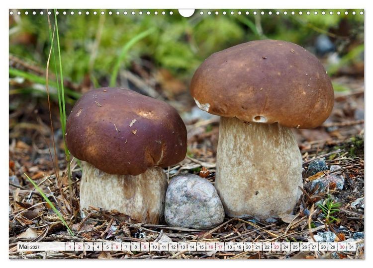 Produktbild: Pilze - tolle Funde (Wandkalender 2027 DIN A3 quer), CALVENDO Monatskalender