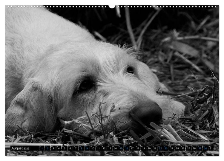 Produktbild: Carissimo Spinone Italiano (hochwertiger Premium Wandkalender 2026 DIN A2 quer), Kunstdruck in Hochglanz