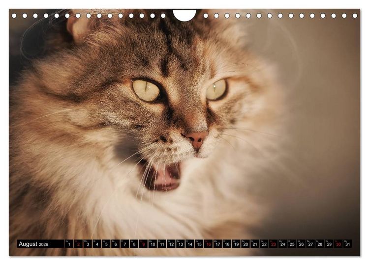 Produktbild: KATZEN Beautys (Wandkalender 2026 DIN A4 quer), CALVENDO Monatskalender