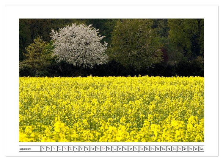 Produktbild: Am Niederrhein. Der Altkreis Moers (Wandkalender 2026 DIN A3 quer), CALVENDO Monatskalender