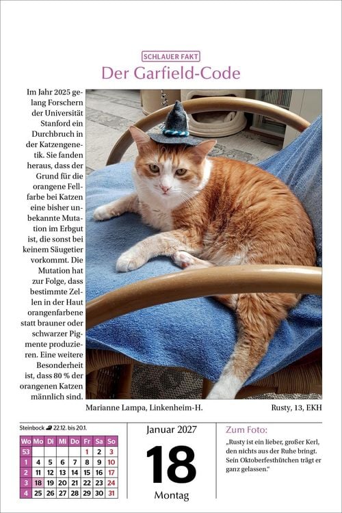Produktbild: Katzen Tageskalender 2027