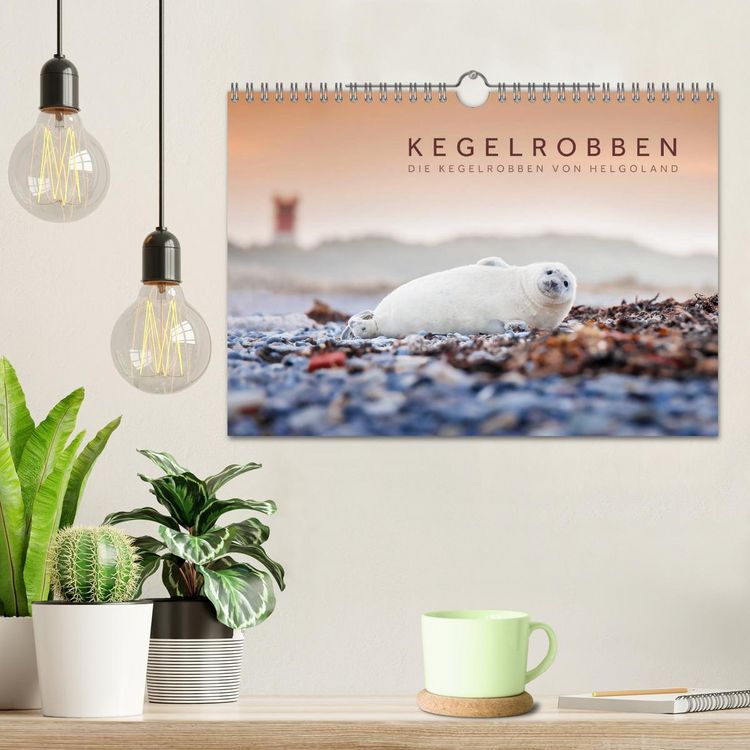 Produktbild: Kegelrobben - Die Kegelrobben von Helgoland (Wandkalender 2026 DIN A4 quer), CALVENDO Monatskalender