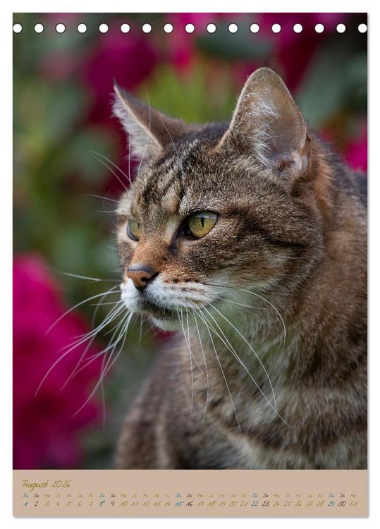 Produktbild: Pl&uuml;schige Katzen im Garten (Tischkalender 2026 DIN A5 hoch), CALVENDO Monatskalender