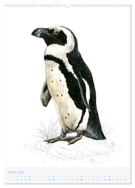 Produktbild: Pinguine - 13 Illustrationen (hochwertiger Premium Wandkalender 2026 DIN A2 hoch), Kunstdruck in Hochglanz