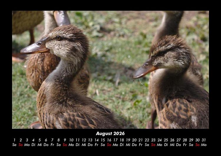 Produktbild: Enten 2026 Fotokalender DIN A3
