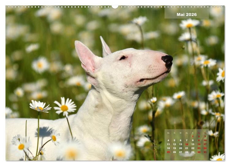 Produktbild: Bullterrier 2026 Frech und fr&ouml;hlich durch das Jahr (Wandkalender 2026 DIN A2 quer), CALVENDO Monatskalender