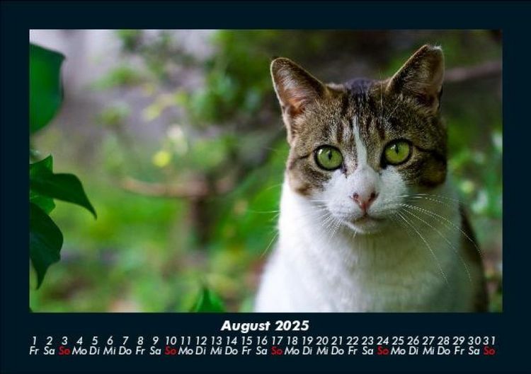 Produktbild: F&uuml;r Katzenfreunde 2025 Fotokalender DIN A5