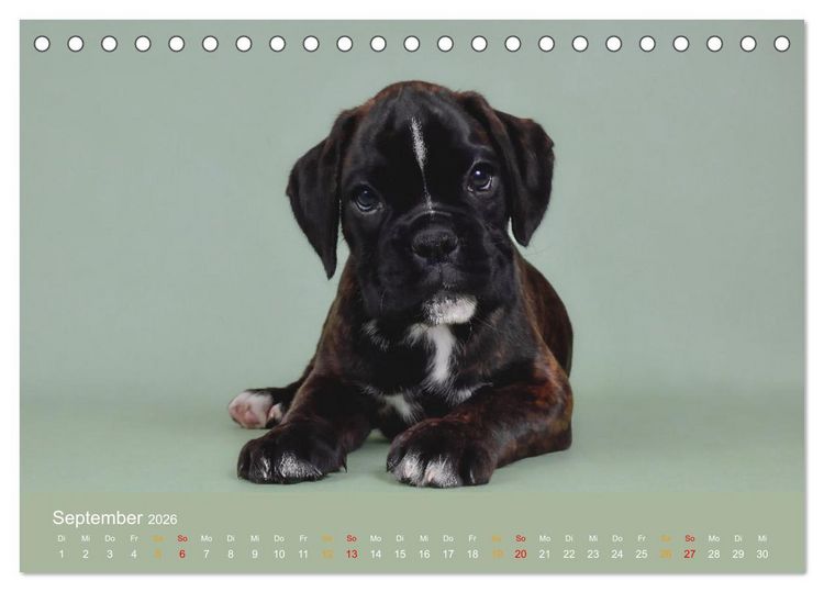 Produktbild: Boxer Welpen einfach zuckers&uuml;&szlig; (Tischkalender 2026 DIN A5 quer), CALVENDO Monatskalender