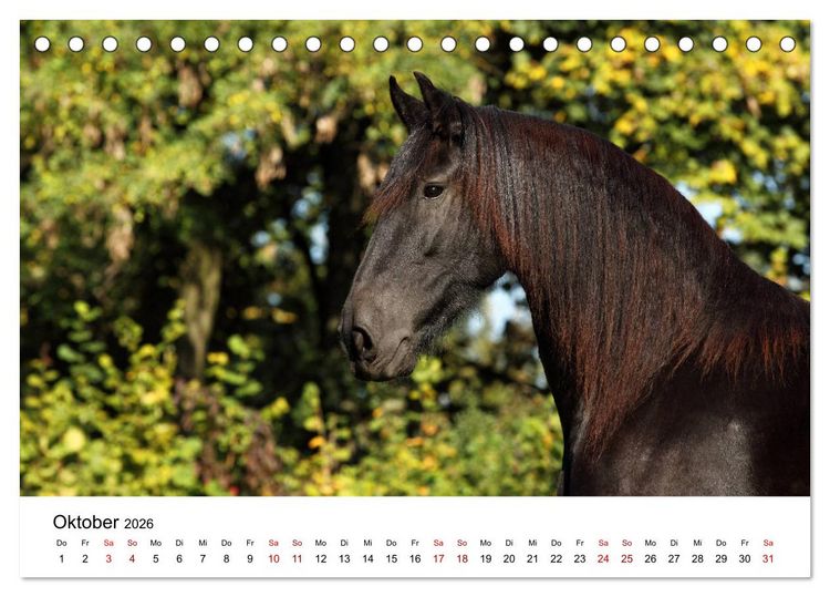 Produktbild: Pferde - im Galopp durch's Jahr 2026 (Tischkalender 2026 DIN A5 quer), CALVENDO Monatskalender