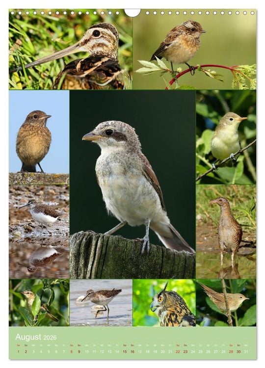 Produktbild: Alles f&uuml;r die V&ouml;gel (Wandkalender 2026 DIN A3 hoch), CALVENDO Monatskalender