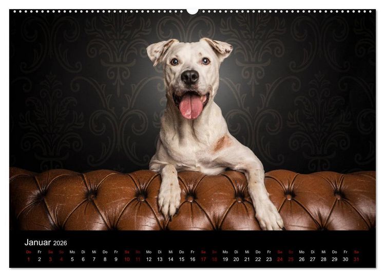 Produktbild: DOGO ARGENTINO (Wandkalender 2026 DIN A2 quer), CALVENDO Monatskalender