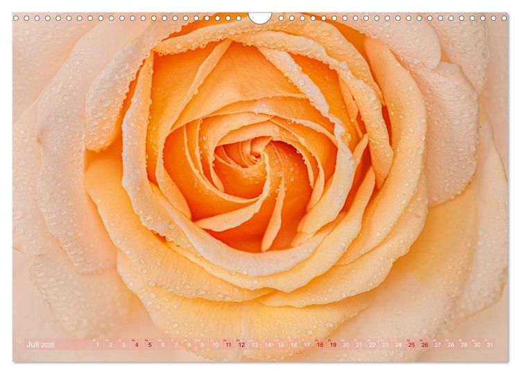 Produktbild: Rosen im Morgentau (Wandkalender 2026 DIN A3 quer), CALVENDO Monatskalender