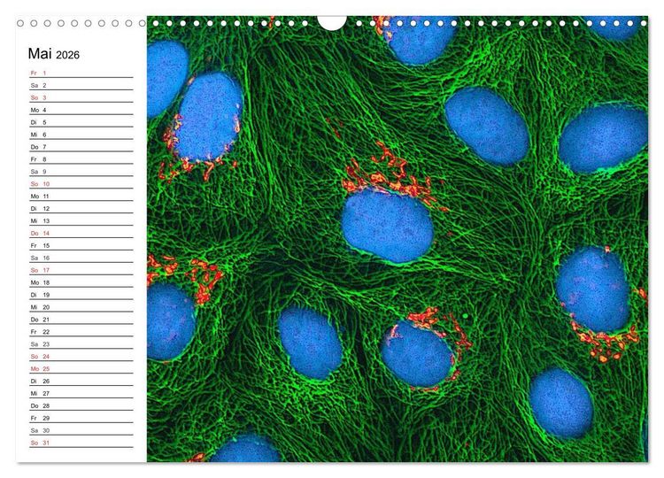 Produktbild: Mikrobiologie. Mikroorganismen, Genetik und Zellen (Wandkalender 2026 DIN A3 quer), CALVENDO Monatskalender