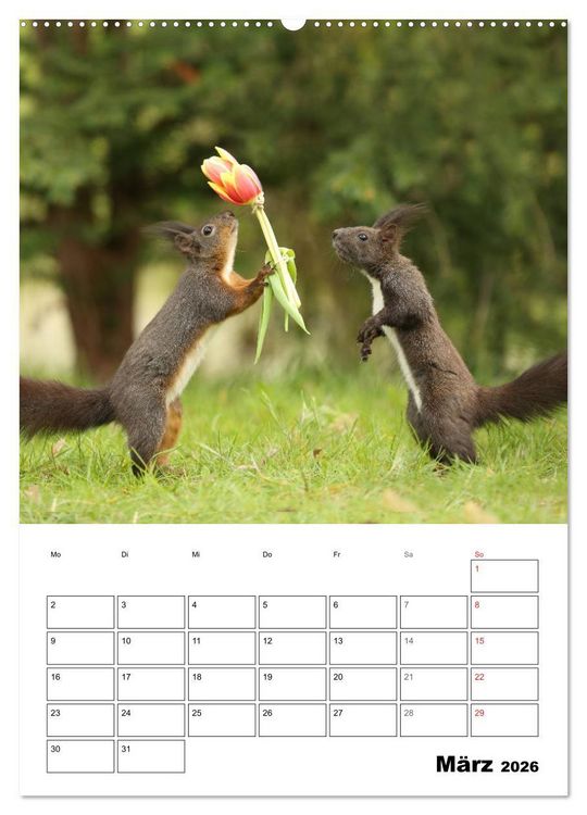 Produktbild: Die kleine Welt der Eichh&ouml;rnchen in Regensburg (hochwertiger Premium Wandkalender 2026 DIN A2 hoch), Kunstdruck in Hochglanz