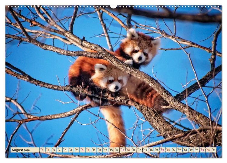 Produktbild: Kleiner Panda (Wandkalender 2026 DIN A2 quer), CALVENDO Monatskalender