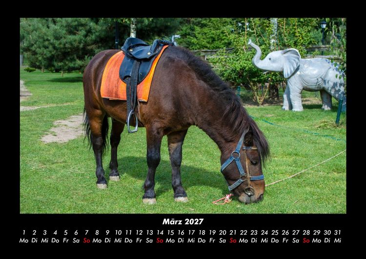 Produktbild: Pferdegefl&uuml;ster 2027 Fotokalender DIN A3