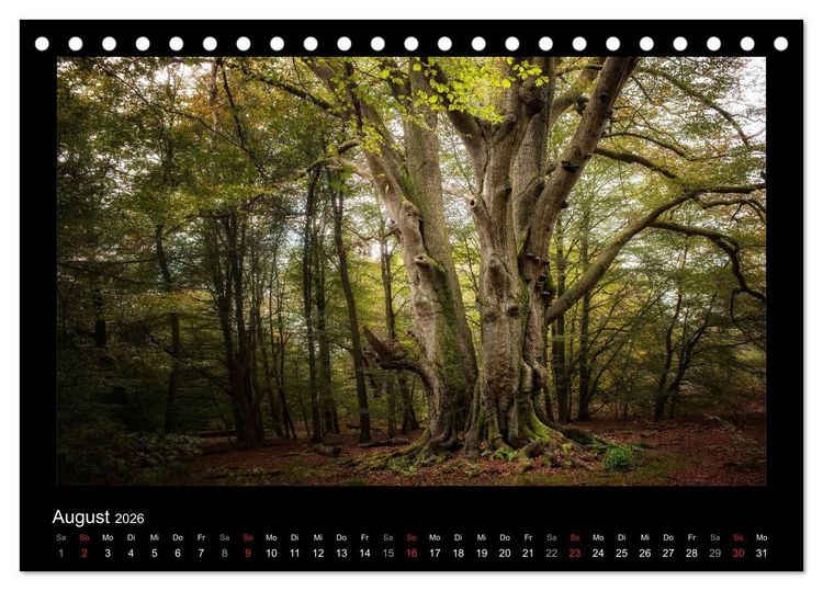 Produktbild: M&auml;rchenhafter Reinhardswald und Urwald Sababurg (Tischkalender 2026 DIN A5 quer), CALVENDO Monatskalender