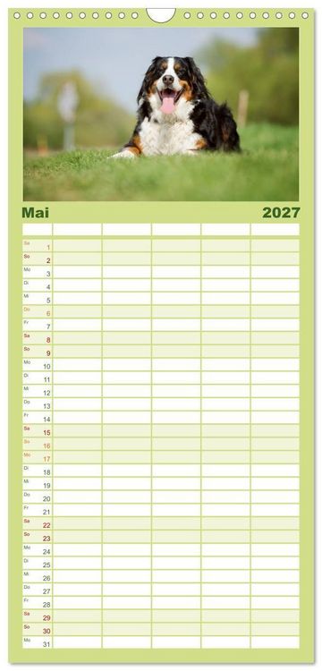 Produktbild: Familienplaner 2027 - Berner Sennenhunde mit 5 Spalten (Wandkalender, 21 x 45 cm) CALVENDO