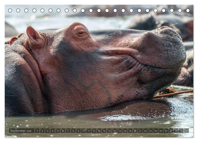 Produktbild: Botswana &ndash; Landschaft und Tierwelt (Tischkalender 2026 DIN A5 quer), CALVENDO Monatskalender