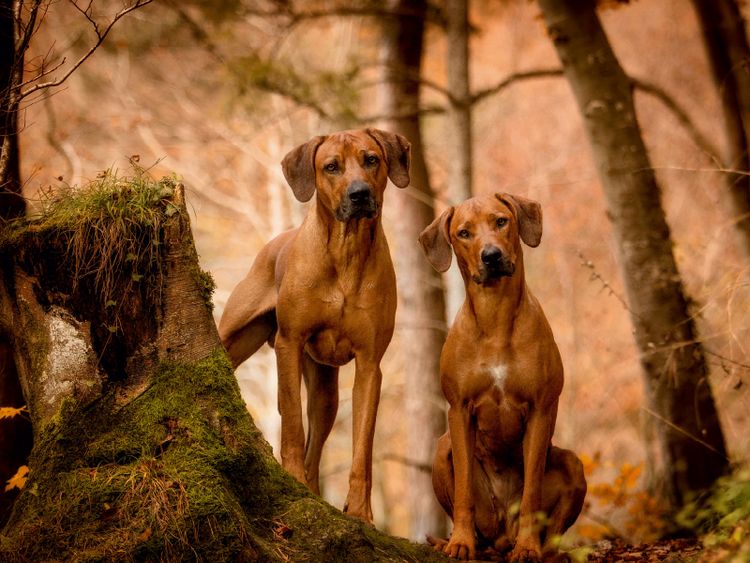 Produktbild: CALVENDO Puzzle L&ouml;wentanz - Rhodesian Ridgeback 1000 Teile Lege-Gr&ouml;&szlig;e 64 x 48 cm Foto-Puzzle Bild von Sabrina Mischnik