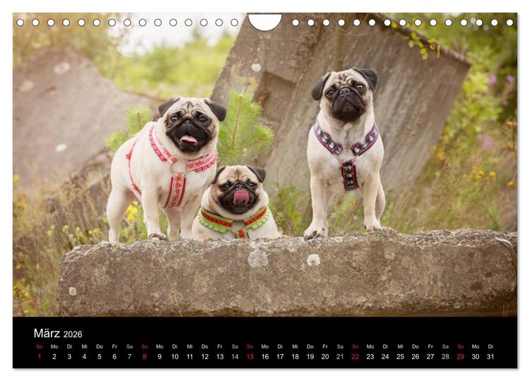 Produktbild: Berliner M&ouml;pse (Wandkalender 2026 DIN A4 quer), CALVENDO Monatskalender