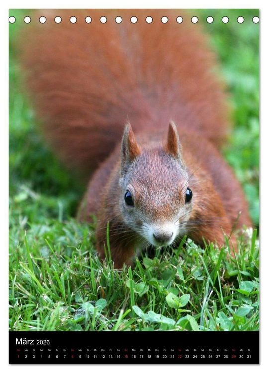 Produktbild: Eichh&ouml;rnchen (Tischkalender 2026 DIN A5 hoch), CALVENDO Monatskalender