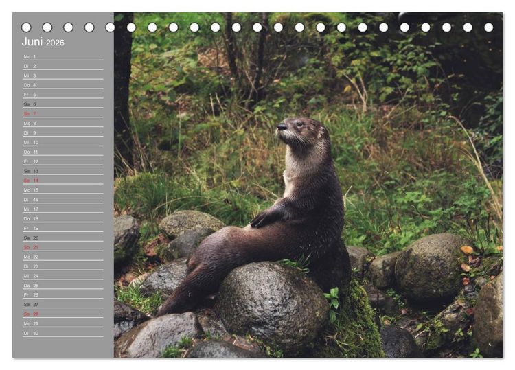 Produktbild: Otter. Frech, laut und clever (Tischkalender 2026 DIN A5 quer), CALVENDO Monatskalender