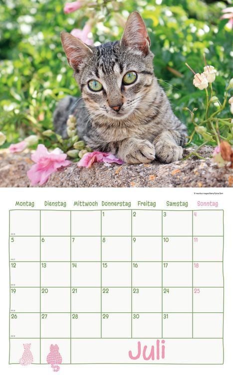 Produktbild: Katzen Kalenderpaket 2027