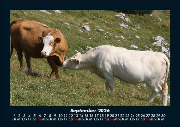 Produktbild: Kuhkalender 2026 Fotokalender DIN A5