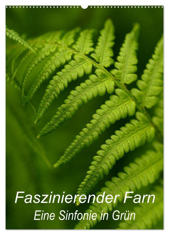 Produktbild: Faszinierender Farn - Eine Sinfonie in Gr&uuml;n (Wandkalender 2026 DIN A2 hoch), CALVENDO Monatskalender