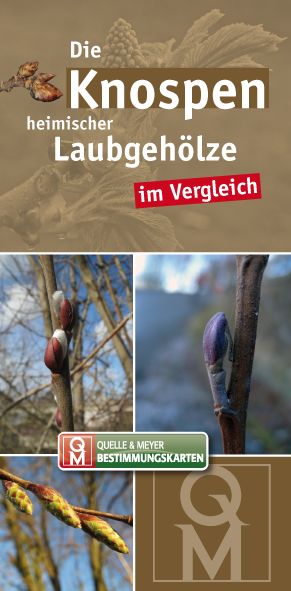 Produktbild: Die Knospen heimischer Laubgeh&ouml;lze im Vergleich