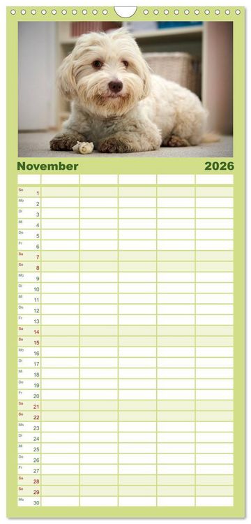 Produktbild: Familienplaner 2026 - Havaneser - Herz aus Gold mit 5 Spalten (Wandkalender, 21 x 45 cm) CALVENDO