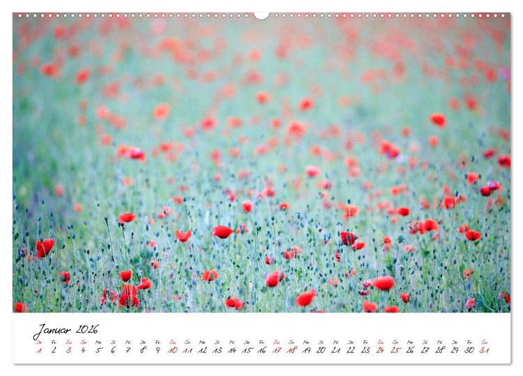 Produktbild: Mohnwiesen (Wandkalender 2026 DIN A2 quer), CALVENDO Monatskalender