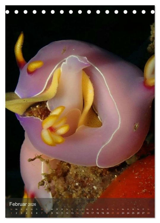 Produktbild: Nudibranches Meeresnacktschnecken aus Nord-Sulawesi (Tischkalender 2026 DIN A5 hoch), CALVENDO Monatskalender