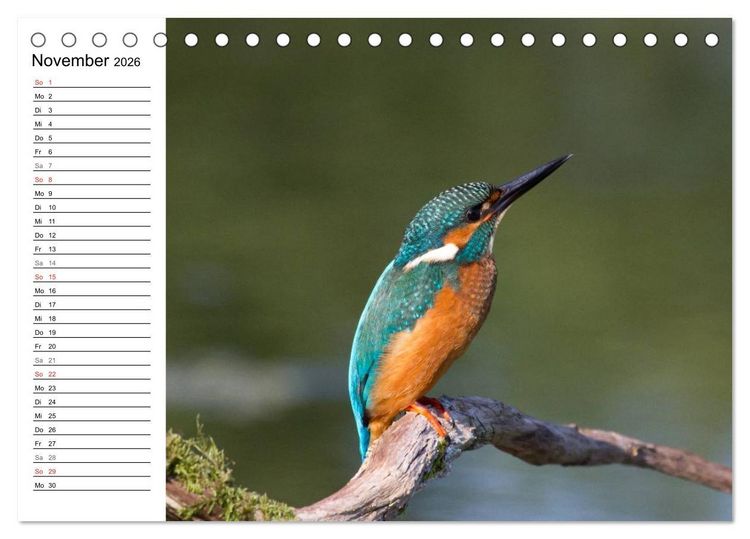 Produktbild: Eisv&ouml;gel (Tischkalender 2026 DIN A5 quer), CALVENDO Monatskalender