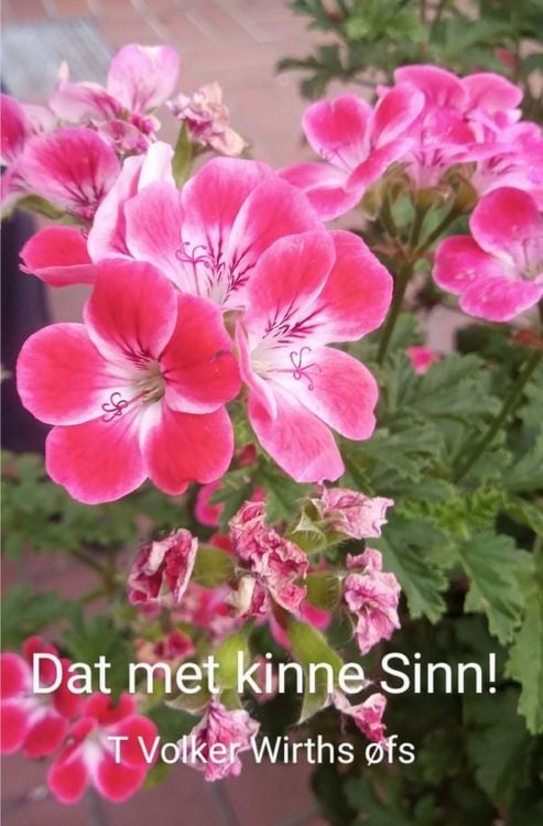 Produktbild: Dat met kinne Sinn
