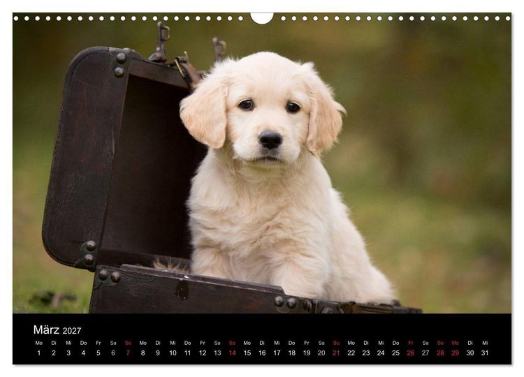 Produktbild: Hundewelpen (Wandkalender 2027 DIN A3 quer), CALVENDO Monatskalender