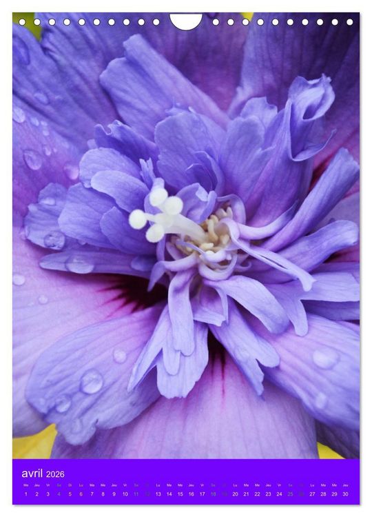 Produktbild: Senteurs florales (Calendrier mural 2026 DIN A4 horizontal), CALVENDO calendrier mensuel