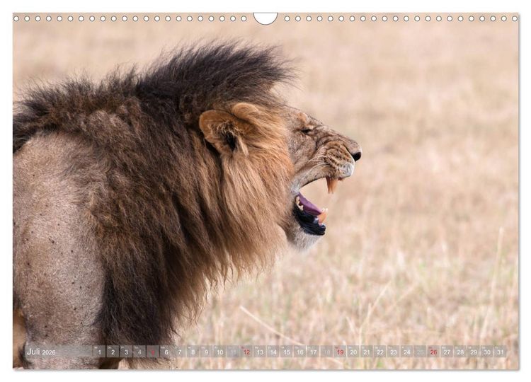 Produktbild: L&ouml;wen - Raubkatzen Afrikas (Wandkalender 2026 DIN A3 quer), CALVENDO Monatskalender