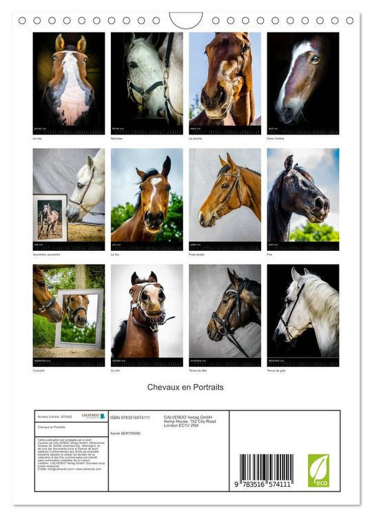 Produktbild: Chevaux en Portraits (Calendrier mural 2026 DIN A4 horizontal), CALVENDO calendrier mensuel