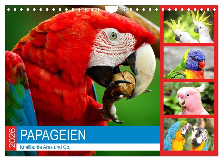 Produktbild: Papageien. Knallbunte Aras und Co. (Wandkalender 2026 DIN A4 quer), CALVENDO Monatskalender