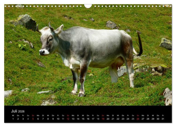 Produktbild: Die Welt der K&uuml;he (Wandkalender 2026 DIN A3 quer), CALVENDO Monatskalender