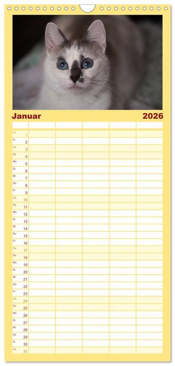 Produktbild: Familienplaner 2026 - Tierschutzkatzen vom TSV-Neuss - Gro&szlig;es Gl&uuml;ck auf sanften Pfoten mit 5 Spalten (Wandkalender, 21 x 45 cm) CALVENDO