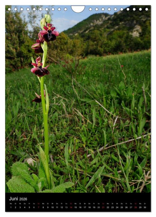 Produktbild: Orchideen in S&uuml;deuropa (Wandkalender 2026 DIN A4 hoch), CALVENDO Monatskalender