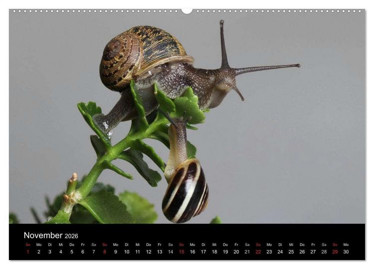 Produktbild: Lautlose Begleiter - Schnecken (hochwertiger Premium Wandkalender 2026 DIN A2 quer), Kunstdruck in Hochglanz