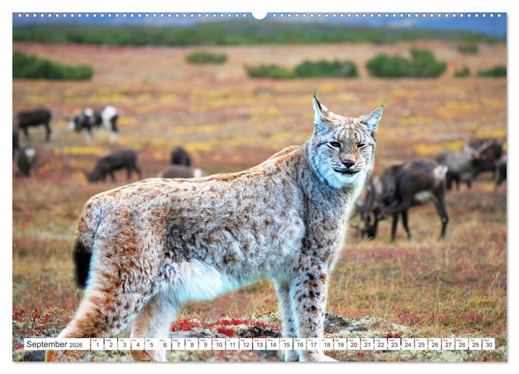 Produktbild: Wildlife of the Tundra (Wall Calendar 2026 DIN A2 landscape), CALVENDO 12 Month Wall Calendar