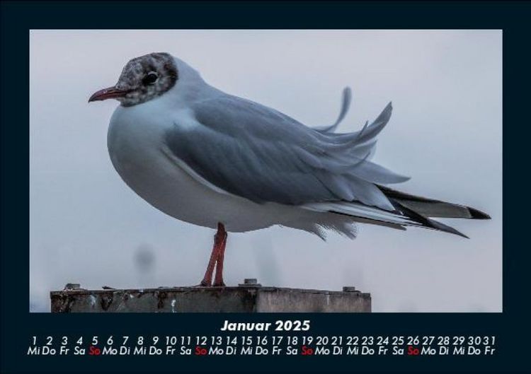 Produktbild: Welt der V&ouml;gel 2025 Fotokalender DIN A5