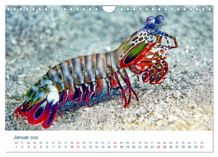Produktbild: Die Farben im Meer (Wandkalender 2026 DIN A4 quer), CALVENDO Monatskalender