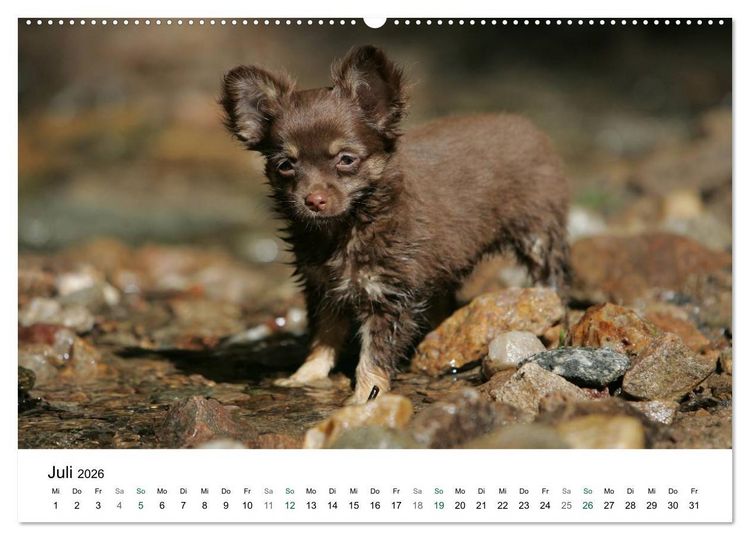 Produktbild: Chihuahuas - kleine Herzensbrecher (hochwertiger Premium Wandkalender 2026 DIN A2 quer), Kunstdruck in Hochglanz